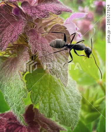 蟻と薄紫色のお花　オドリコソウ 106527824