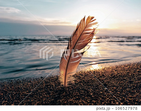 Beautiful sunset at the beach with bird's feather backlit. blur. 106527978