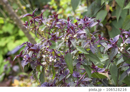 ユーパトリウム 　‘チョコレート’ 106528216