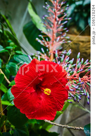 Blood red flower with yellow pollen near bristling plant with pink stem and purple and green sprouts Blood red flower with yellow pollen near bristling plant with pink stem and purple and green sprouts 106528264