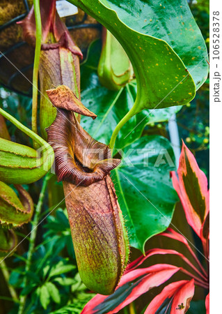 Brown and green carnivorous pitcher plant with a red and black plant in background Brown and green carnivorous pitcher plant with a red and black plant in background 106528378