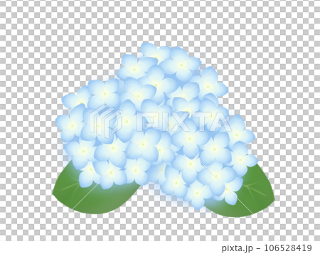 繡球 繡球 106528419