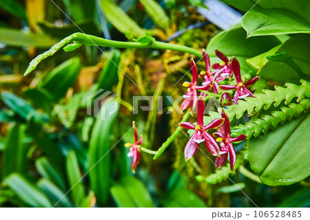 Waxy dark red orchids on ribbed stem macro view Waxy dark red orchids on ribbed stem macro view 106528485