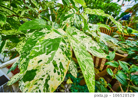 Big leaves with white splotches and fading green colors in conservatory Big leaves with white splotches and fading green colors in conservatory 106528529
