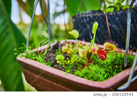 Venus fly trap carnivorous plants in macro close up of planter 106528545