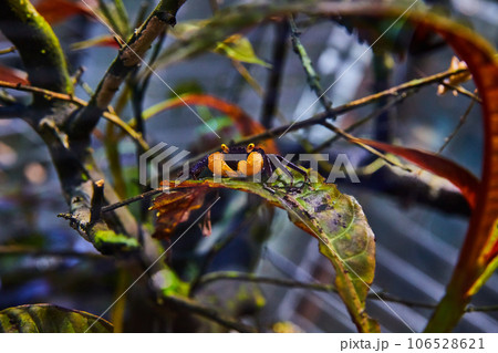 Purple bodied crab with yellow claws and eyes standing creepily on a leaf in a terrarium Purple bodied crab with yellow claws and eyes standing creepily on a leaf in a terrarium 106528621
