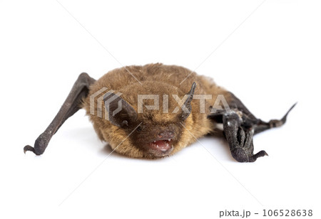 Pipistrellus pipistrellus in studio 106528638