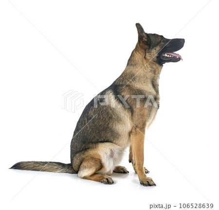 young german shepherd 106528639