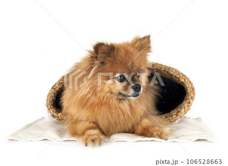 puppy pomeranian in studio puppy pomeranian in studio 106528663