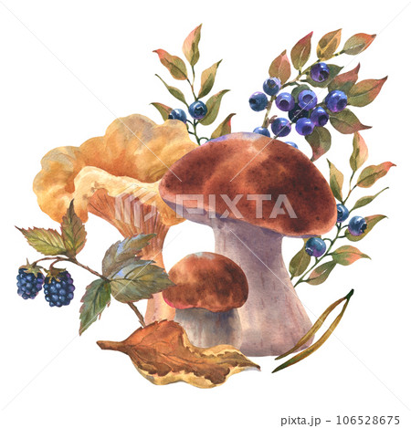 Watercolor illustration forest boetus and chanterelle mushrooms with blueberry bushes, forest plant, cones and spruce branch. Hand drawn iluustration, Isolated on a white background 106528675
