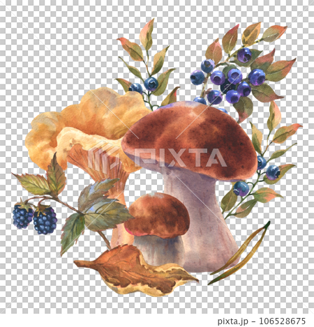 Watercolor illustration forest boetus and chanterelle mushrooms with blueberry bushes, forest plant, cones and spruce branch. Hand drawn iluustration, Isolated on a white background 106528675