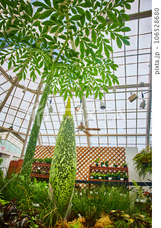Tall corpse flower with smaller bud on ground with potted plants in background Tall corpse flower with smaller bud on ground with potted plants in background 106528680