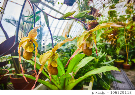 Bean shaped carnivorous pitcher plant with greenhouse background 106529118