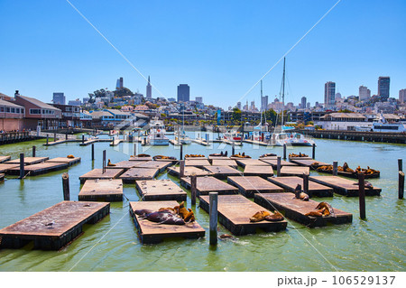 Sunbathing sea lions on Pier 39 with downtown San Francisco city skyscrapers 106529137