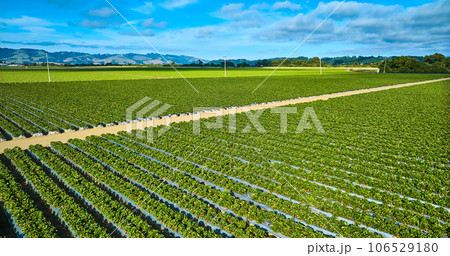 Gorgeous strawberry fields on sunny day with blue skies and fluffy purple clouds aerial 106529180