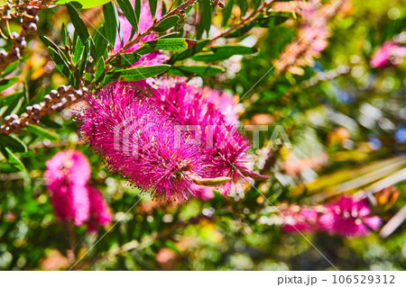 Bright purple or magenta flowers in shape of bristle brush close up with blurred green background 106529312
