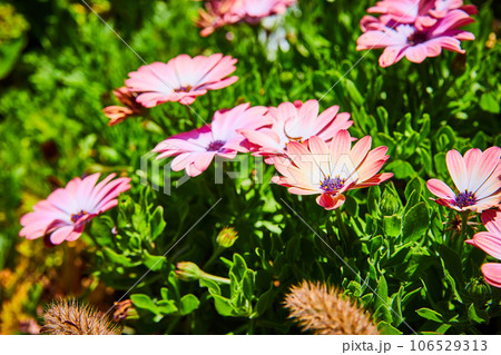 Flat pink and orangish flowers close up with gorgeous contrasting green leaves 106529313
