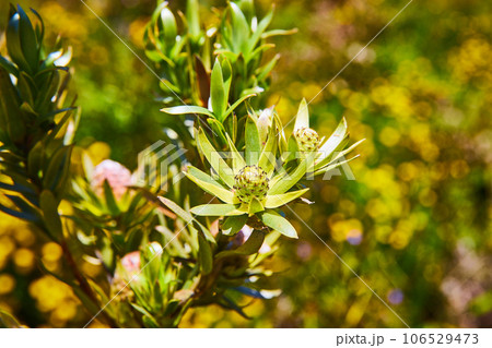 Young green flower buds of the immature Leucardendron Sessile flowering plant 106529473