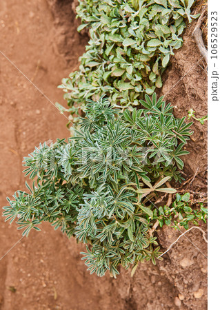 Lush green succulent plants on reddish brown exposed dirt ground and trail 106529523
