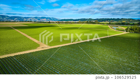 Lush green farmland with dark green and light green strawberry crops aerial Lush green farmland with dark green and light green strawberry crops aerial 106529525