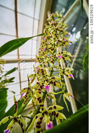 Strange and bizarre succulent that resembles a yellow orchids with brown dots and purple center 106529619