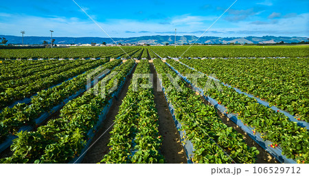 Aerial over lush green strawberry fields on bright sunny day with mountains in distance Aerial over lush green strawberry fields on bright sunny day with mountains in distance 106529712