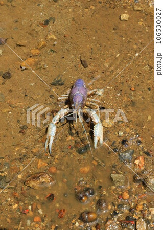 鳩山町坊田沼下流に生息するハサミが白く青い体の珍しいアルビノのザリガニの生態写真 106530027