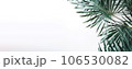 Green tropical leaves on white background with copy space, banner style for summer and spring concpet 106530082