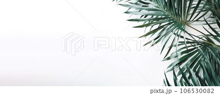 Green tropical leaves on white background with copy space, banner style for summer and spring concpet Green tropical leaves on white background with copy space, banner style for summer and spring concpet 106530082