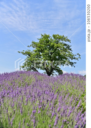 ラベンダーの花咲き誇る丘 ラベンダーの花咲き誇る丘 106530200