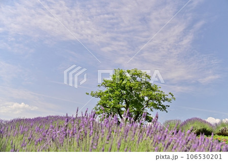 ラベンダーの花咲き誇る丘 ラベンダーの花咲き誇る丘 106530201