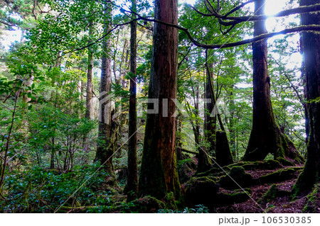 屋久島の原生林6 106530385