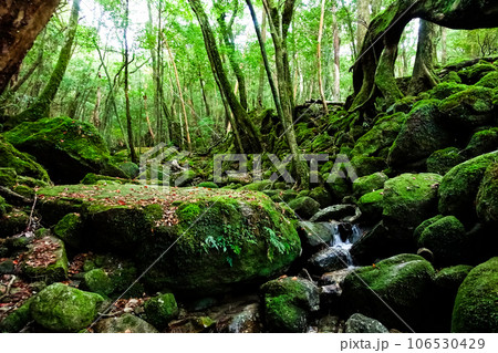 屋久島の原生林21 屋久島の原生林21 106530429
