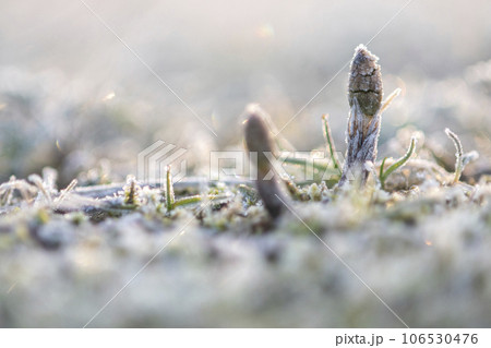 つくしんぼ つくしんぼ 106530476