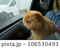 Pet with owner in the car on the seat. Traveling with an animal. 106530493