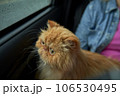 Pet with owner in the car on the seat. Traveling with an animal. 106530495