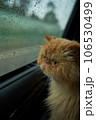Pet with owner in the car on the seat. Traveling with an animal. 106530499