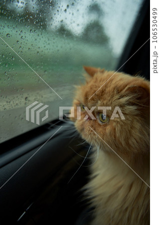 Pet with owner in the car on the seat. Traveling with an animal. 106530499