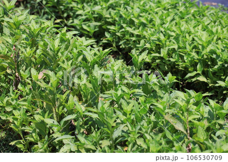 藍染に使う植物藍の葉 106530709