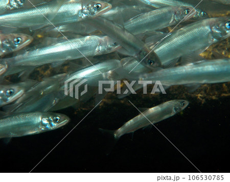 川を遡上する若鮎の群れ 106530785