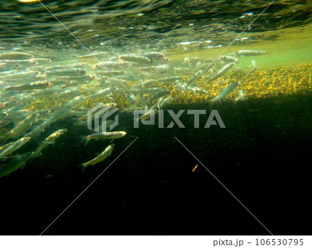 川を遡上する若鮎の群れ 川を遡上する若鮎の群れ 106530795