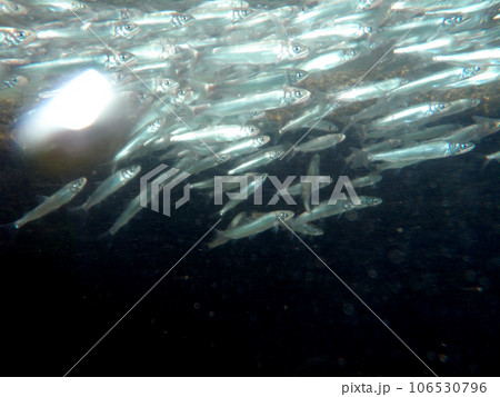 川を遡上する若鮎の群れ 106530796