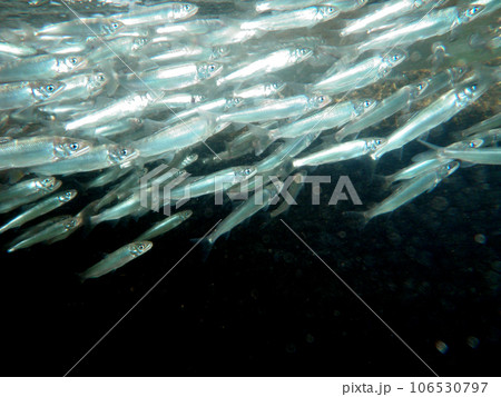 川を遡上する若鮎の群れ 106530797