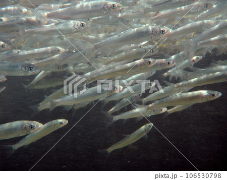 川を遡上する若鮎の群れ 106530798