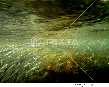 川を遡上する若鮎の群れ 106530802