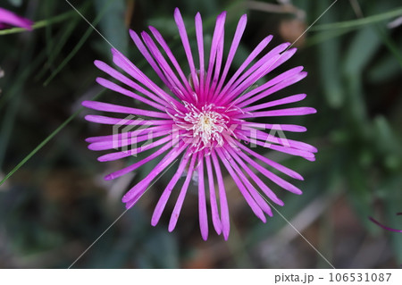 夏の庭に咲くピンク色のマツバギクの花 夏の庭に咲くピンク色のマツバギクの花 106531087