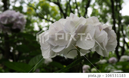 あじさい園にて逆光線で撮った白色のお花 あじさい園にて逆光線で撮った白色のお花 106531183