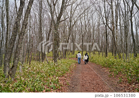 釧路湿原探勝路（北海道自然歩道）散策木道 遊歩道 106531380