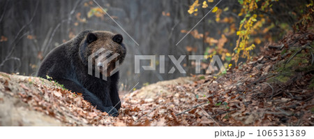 Bear in autumn forest. Ursus arctos, fall colours. Dangerous animal in natural habitat Bear in autumn forest. Ursus arctos, fall colours. Dangerous animal in natural habitat 106531389