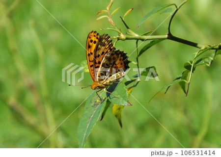 葉の上でメスを待つオスのツマグロヒョウモン 106531414
